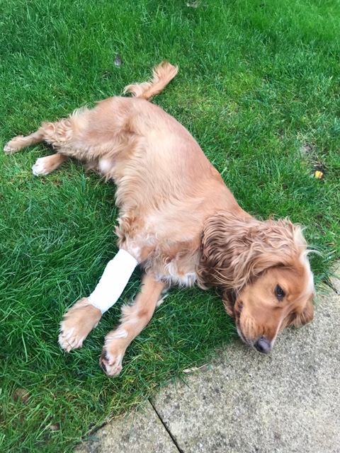 dog with bandage on leg